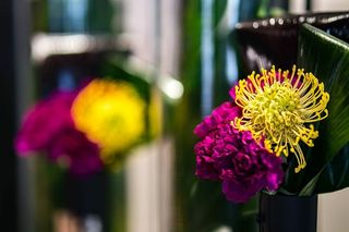 红色罗文，花色艳丽