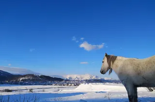 白马站在白雪覆盖的地面上
