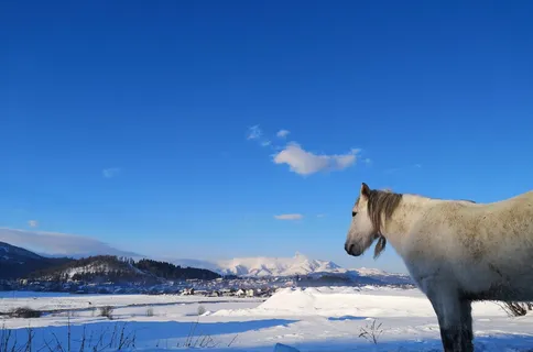 白马站在白雪覆盖的地面上 白马站在白雪覆盖的地面上