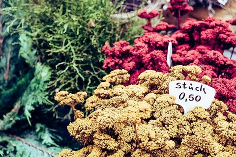 花店，植物，花卉，花卉，小包，颜色，市场，市场摊位