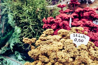 花店，植物，花卉，花卉，小包，颜色，市场，市场摊位