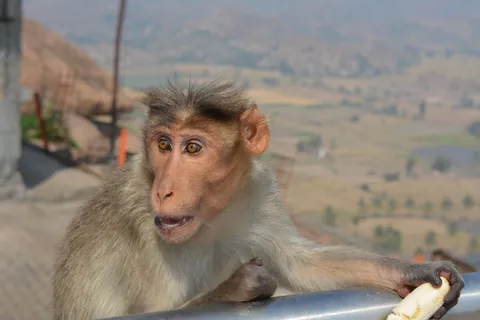 猴子，自然，饥饿，喂食，幼年，吃，饥饿，坐