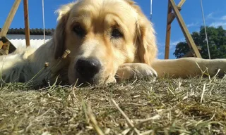 狗，躺着，休息，夏天，干燥，草，金色，寻回犬