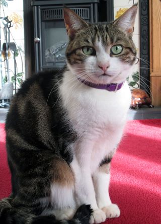 猫, 宠物, 家养, 玳瑁, moggy, 猫咪, 绿色的眼睛, 坐