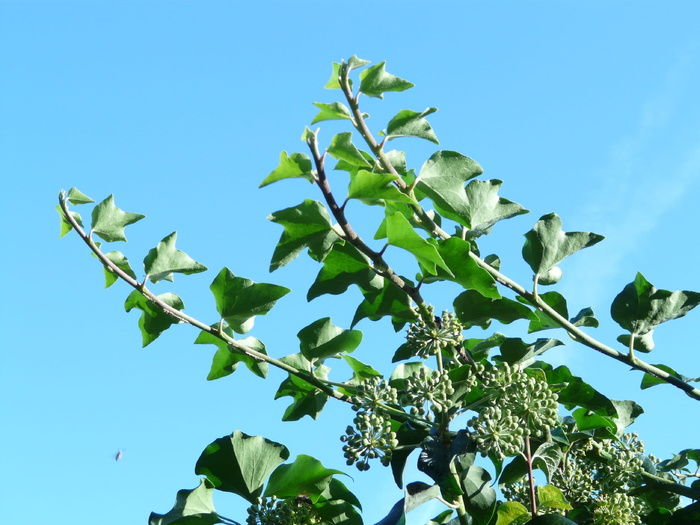 缠绕，葡萄藤，普通常春藤，常春藤，蛇舌草，攀缘植物，蛇舌草，自然