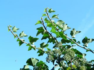 缠绕，葡萄藤，普通常春藤，常春藤，蛇舌草，攀缘植物，蛇舌草，自然