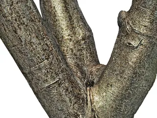 树弯曲，树，弯曲，扭曲，环境，户外，自然，自然