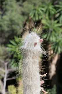 植物，野生，自然，多刺，串，仙人掌，沙漠植物，绿色
