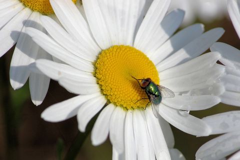 雏菊，玛格丽特，花朵，花朵，白色，苍蝇，开花植物，花朵