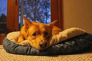 美国，格兰德岛，狗，狗狗，艾拉，金毛猎犬，德国牧羊犬，拉布拉多犬