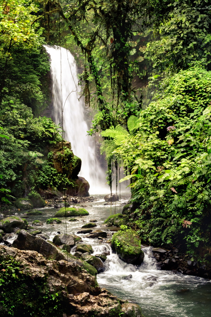 哥斯达黎加，alturas野生动物保护区，河流，美丽，风景，森林，雨林，雨林