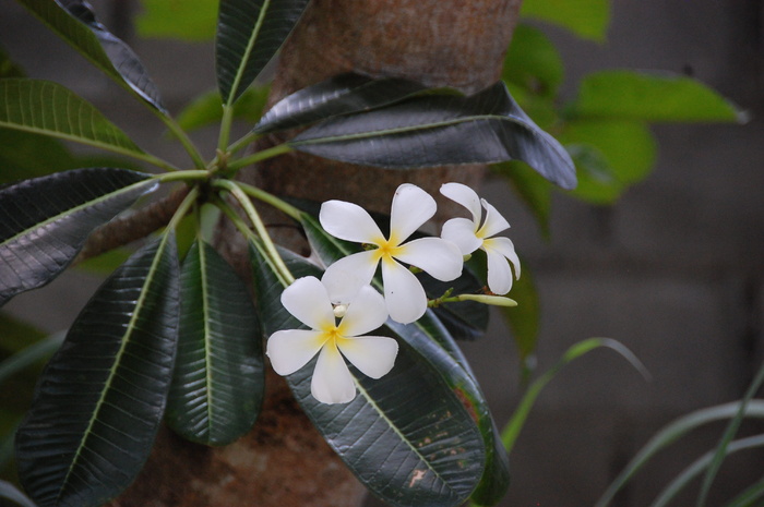 frangipani，花，美丽，植物，开花植物，花，新鲜，脆弱