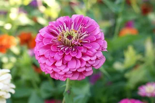 花，花园，开花，花，花园，生长，自然，关注前景，脆弱