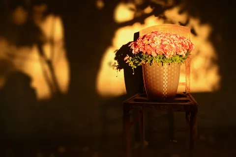 植物，花卉，花盆，自然，花卉，绿色，花园，开花