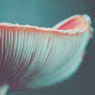 特写镜头、真菌、宏菌、蘑菇、毒蕈、自然、食物、新鲜度