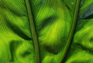 叶子，植物，自然，生长，绿色，生命，几何，生物