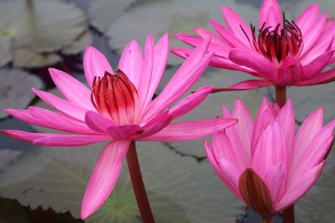 花朵，玫瑰，湖泊，百合，粉色，开花植物，花瓣，脆弱