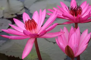 花朵，玫瑰，湖泊，百合，粉色，开花植物，花瓣，脆弱