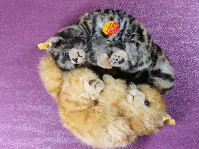 猫，依偎，史泰夫，老虎，原创，宠物，摄影棚拍摄，一种动物