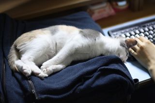 猫、海狸、海狸刚、年拱、宠物、睡觉、家畜、一种动物