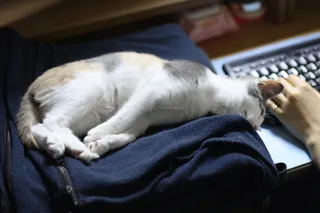 猫、海狸、海狸刚、年拱、宠物、睡觉、家畜、一种动物