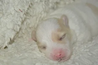 小狗，新生，棉质薄纱，小狗，可爱，无人，小，哺乳动物