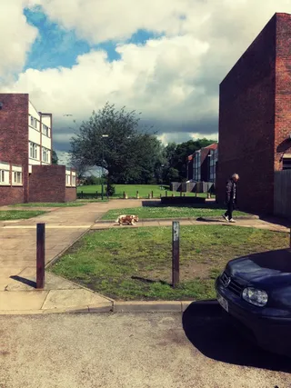 城市、垃圾、陌生人、狗、庄园、建筑、公寓、街道