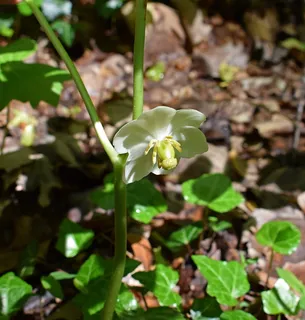 愿苹果开花、开花、开花、开花、春天、大自然、树叶 愿苹果开花、开花、开花、开花、春天、大自然、树叶