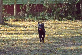 沃森，狗，小狗，小狗，跑步，咀嚼玩具，玩具，小狗