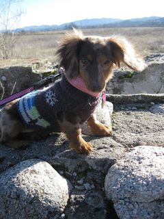 美国，蒙特利县，毛衣，迷你，纯面包，狗，男人最好的朋友，散步