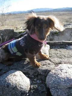 美国，蒙特利县，毛衣，迷你，纯面包，狗，男人最好的朋友，散步