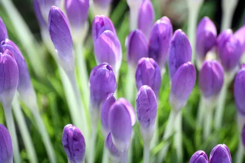 番红花,春天,弗林山芳,开花,开花,春花,早花,特写 番红花,春天,弗林山芳,开花,开花,春花,早花,特写