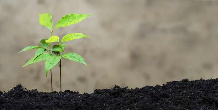 绿叶植物，荔枝，植物，生态，自然，荔枝，绿色，花园