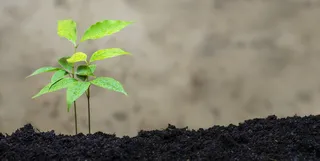 绿叶植物，荔枝，植物，生态，自然，荔枝，绿色，花园