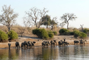 博茨瓦纳，大象群，chobe，riverside，动物主题，动物，野生动物，动物群