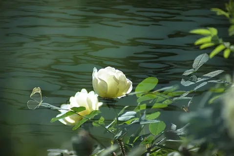 花,自然,植物,叶,开花植物,自然之美,水,湖 花,自然,植物,叶,开花植物,自然之美,水,湖