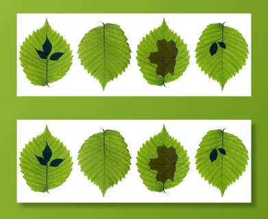 叶,叶,植物学,分支,明亮,特写,颜色,元素 叶,叶,植物学,分支,明亮,特写,颜色,元素