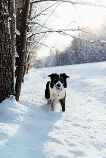 边境牧羊犬,雪,旁边,光秃秃的,树,白天,狗,动物 边境牧羊犬,雪,旁边,光秃秃的,树,白天,狗,动物