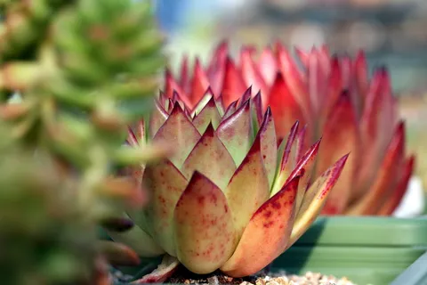 肉质植物，肉质在这，仙人掌，花园，花，植物，花园，盆栽植物