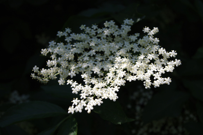 lichtspiel，白色花朵，植物，花朵，白色，阳光，关闭，gypsophila