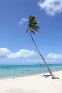 宝来宝来,棕榈树,海滩,塔希提岛,旅游,热带,自然,旅游 宝来宝来,棕榈树,海滩,塔希提岛,旅游,热带,自然,旅游