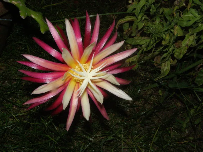 仙人掌，自然，植物，蔬菜，刺，刺，花园，花