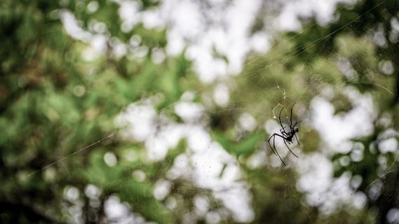 蜘蛛，动物，argiope，蛛形纲，无脊椎动物，昆虫，花园蜘蛛，森林