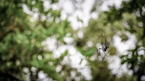 蜘蛛，动物，argiope，蛛形纲，无脊椎动物，昆虫，花园蜘蛛，森林