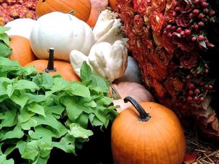 南瓜补丁，秋天收获，秋天，成熟，补丁，收获，秋天，南瓜