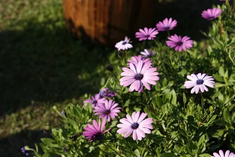 蓝眼雏菊、粉色、紫色、most、花卉、菊科、野地、自然风光 蓝眼雏菊、粉色、紫色、most、花卉、菊科、野地、自然风光