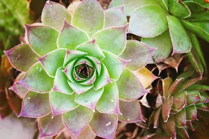 紫色，绿色，肉质，植物，花瓣，花朵，仙人掌