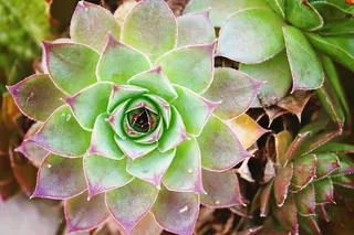 紫色，绿色，肉质，植物，花瓣，花朵，仙人掌