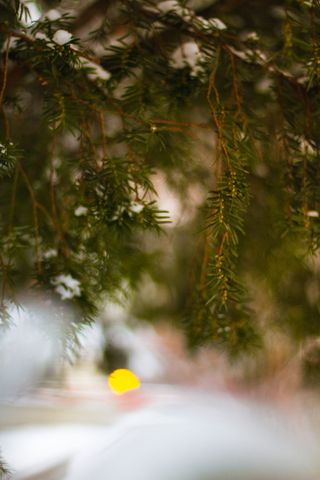 肾脏，灯光，冬季，卢布林，波兰，每日，步行，步行