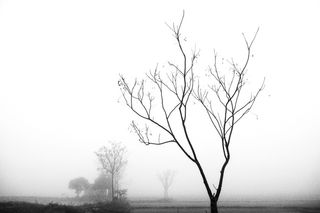 越南，新罕布什尔州ố điện biên phủ, 珀西，珀西泰芬，珀西泰芬，黑，白，黑和白